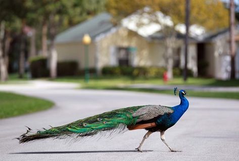 Watercolor Scenery Painting, Peacock Pose, Feather With Birds Tattoo, Mind Relaxing, Walking Poses, Peacock Pictures, Watercolor Scenery, Peacock Painting, Peacock Art