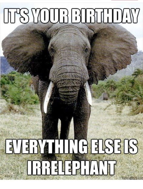 Happy Birthday Elephant, 50th Birthday Wishes, Funny Happy Birthday Meme, Happy Birthday For Him, Birthday Wishes For Him, Birthday Wishes For Boyfriend, Birthday Quotes For Him, Birthday Wishes Funny, Happy Birthday Meme