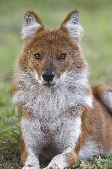 Dholes are social wild dogs classified as endangered largely due to loss of habitat and lack of available prey. Endangered Animals Art, Regard Animal, Regnul Animal, Wild Dog, Interesting Animals, Unusual Animals, Rare Animals, Endangered Animals, Favorite Animal