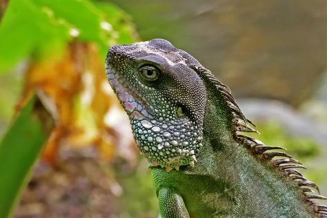 Iguana Pet, Colorful Creatures, Chinese Water Dragon, Green Lizard, Zoological Garden, Wassily Kandinsky Paintings, Green Things, Water Dragon, Leonid Afremov Paintings