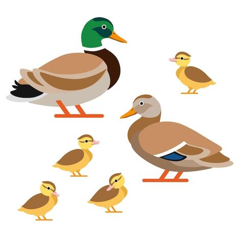 Family Of Ducks, Vectors Math, Duck Illustration, Duck Family, Duck And Ducklings, Background Baby, Family Vector, Family Nature, Duck Art