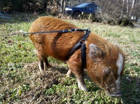 Mini Pig Food, Mini Pig Care, Pet Pig House, Pet Pig, Micro Pigs, Pig Food, Teacup Pigs, Pot Belly Pigs, Pig House