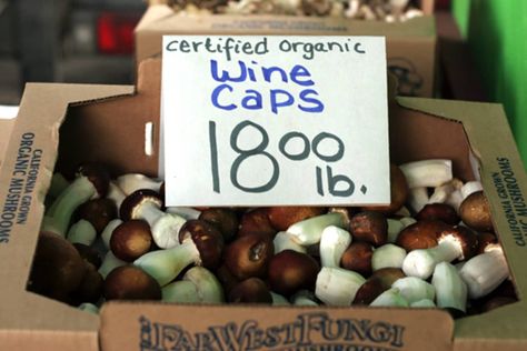 Wine Cap Mushrooms, Wild Mushroom Recipes, Mushroom Magic, Mushroom Spores, Spiced Wine, Edible Mushrooms, Organic Wine, Good Eat, Cooking Wine