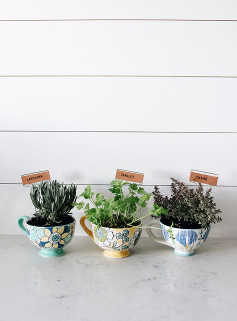 Teacup Herb Garden, Spring Interior Decor, Herb Planter Ideas, Garden Gifts Diy, Herb Garden Gift, Buchart Gardens, Kitchen Herb Garden, Herb Garden Pallet, Coffee Diy