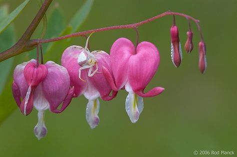 Goldenrod Crab Spider, Flower Crab Spider, Pink Crab Spider, Insects Project, Creepy Flowers, Flower Crab, Ethereal Nature, Crab Spider, Pink Spider