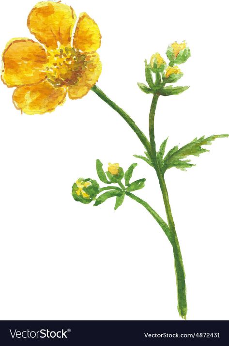 Buttercup Tattoo, Flower On White Background, Buttercup Flower, Flower Vector, Buttercup Yellow, Tove Jansson, Wood Painting Art, Botanical Illustration Vintage, Background Watercolor