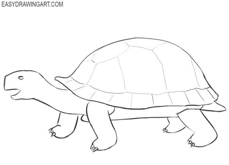 Desert Tortoise Drawing, Tortoise Line Drawing, How To Draw A Tortoise, Tortoise Drawing Easy, Tortoise Drawing Simple, Tortoise Sketch, Robin Craft, Tortoise Art, Lines Artwork