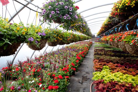 Plants and Flowers, Plant Nursery ... Malaysia Garden, Standard Trees, Espalier Trees, Pleached Trees, Fruit Tree Garden, Wholesale Plants, Indoor Flowering Plants, Nursery Pictures, Greenhouse Plants