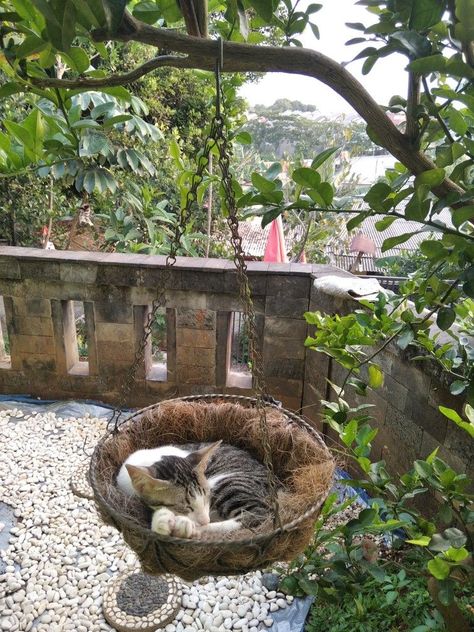 Sleeping cat at swing Cat Yard Ideas, Outdoor Cat Aesthetic, Garden For Cats, Outdoor Cat Tree House, Cat Sanctuary Ideas, Cat Garden Outdoor, Cat Outside Enclosure, Cat Patio Enclosure, Outdoor Cat Bed