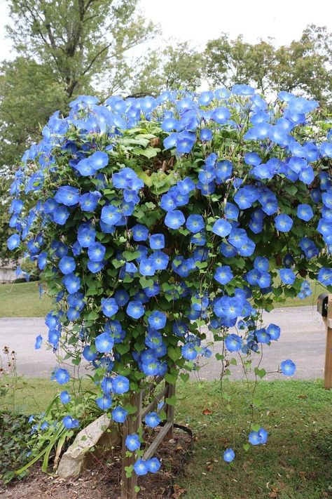 Morning Glory Vine, Blue Morning Glory, Garden Yard Ideas, Flowering Vines, Garden Cottage, Lawn And Garden, Dream Garden, Live Plants, Garden Planning