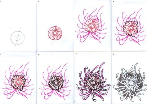 Chrysanthemum flowers tutorial Chrysanthemum Tutorial Drawing, Chrysanthemum Drawing Step By Step, How To Draw A Chrysanthemum, How To Draw Chrysanthemum, Chrysanthemum Flower Drawing, Chrysanthemum Drawing, Chrysanthemum Tattoo, Becoming A Tattoo Artist, Flower Drawing Tutorials