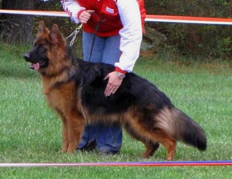 Long Coat German Shepherd Puppies For Sale By Mittelwest Long Coat German Shepherd, Long Haired German Shepherd, German Shepherd Breeders, German Sheperd Dogs, German Shepherd Breeds, Pampered Pets, Pets 3, Shepherd Puppies, German Shepherd Puppies