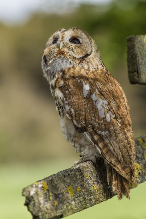 Strix aluco Awesome Owls, Nocturnal Birds, Owl Photography, Tawny Owl, Brown Owl, Burrowing Owl, Hoot Owl, Beautiful Owl, Owl Bird