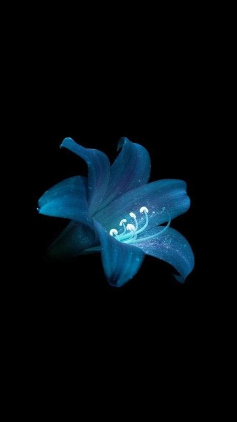 Flower Lockscreen, Black And Blue Wallpaper, Flowers Black Background, Blue Flower Wallpaper, Dark Blue Flowers, Blue Hibiscus, Black Background Wallpaper, Simple Phone Wallpapers, Nothing But Flowers