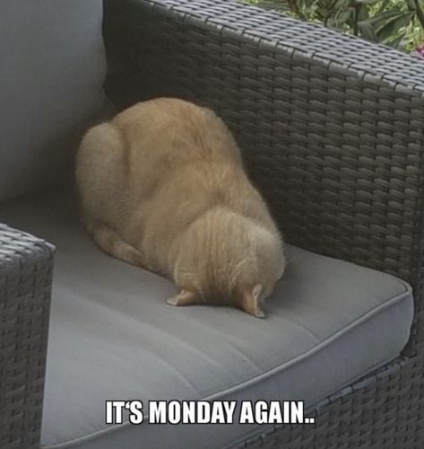 Monday Cat, Friday Memes, Weekly Quotes, Monday Sucks, Good Morning Cat, Cat Cartoons, Friday Meme, Office Jokes, I Hate Mondays