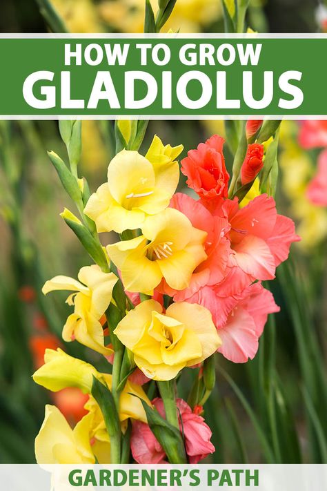 With its erect stems and wealth of showy blooms, gladiolus makes a bold vertical statement in the garden. It’s suited to perennial cultivation in USDA Hardiness Zones 7-11, and can be grown as an annual elsewhere and lifted for the winter. Learn to grow gladiolus flowers now on Gardener’s Path. #gladiolus #gardenerspath Gladiolus Bulbs, Gladiolus Flower, Hardiness Zones, Garden Bulbs, Cut Flower Garden, Flower Gardening, Flower Care, Garden Pictures, Plant Cuttings