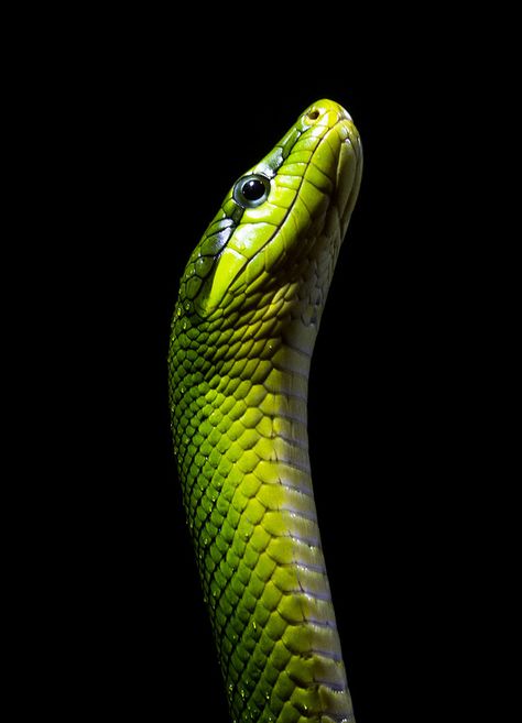 Snake Photos, Rat Snake, Pretty Snakes, Largest Snake, Cold Blooded, Reptile Snakes, Beautiful Snakes, Green Snake, Animal References