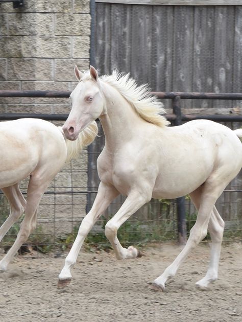 www.legacyarabians.com we breed some of the rarest arabian horses in the world.Located in dallas texas .We love cremellos and dilutes ! This Cremello is Legacy Anomaly ! Arabian Horse Foal, Foal Laying Down, White Arabian Horse, Arabian Thoroughbred, Straight Egyptian Arabian Horses, Interesting Animals, Arabian Horses, Arabian Horse, Dallas Texas