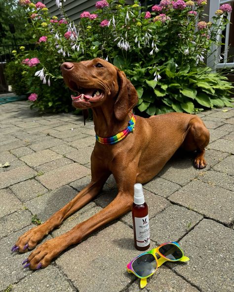 Kona is ready for summer 2024 with Warren London dog sunscreen! A summer necessity for keeping your dog safe and healthy😎☀️ #warrenlondon #dog #dogcare #summer #staycool #matchingnails #dogproducts #sunscreen #summerdog #dognails #warrenlondonpawdicure #pride #pridemonth Dog Sunscreen, Summer Necessities, Dog Nails, Dog Products, Summer Dog, June 30, Dog Care, Stay Cool, Summer 2024