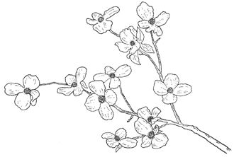 Flowering dogwood - MO state tree Dogwood Branch Drawing, Dogwood Flower Drawing, Monument Ideas, Branch Drawing, Dogwood Branches, Dogwood Flower, Flowers Drawing, Flower Outline, Dogwood Trees