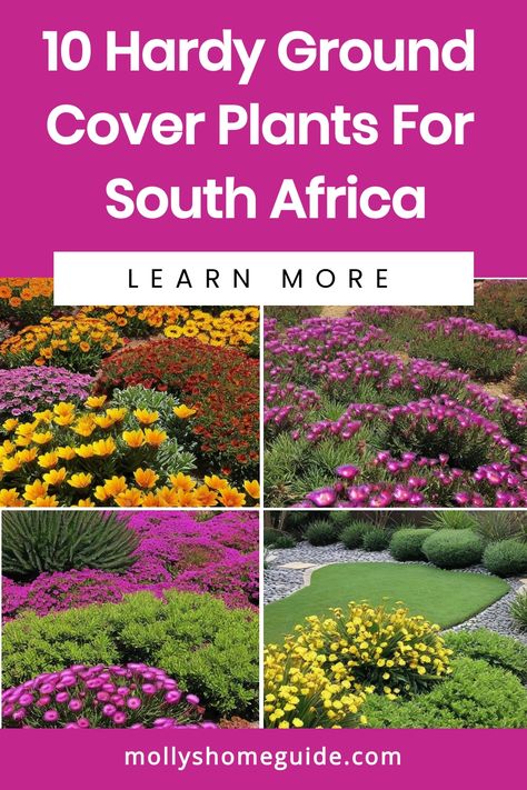 Discover a variety of ground cover plants indigenous to South Africa that are perfect for landscaping around pavers. From Dymondia margaretae and Hottentot Fig to Aristea ecklonii and Small Red Carpet Stonecrop, these plants are not only beautiful but also hardy choices for your garden. Dymondia Margaretae, Courtyard Pond, Garden Ideas South Africa, Licorice Plant, Small Flower Gardens, Flower Garden Plans, Ground Covers, Green Texture, Ground Cover Plants