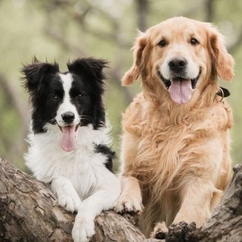 Border collie&golden retriever! Border Collie Golden Retriever, Border Collie, Golden Retriever, Dogs, Animals