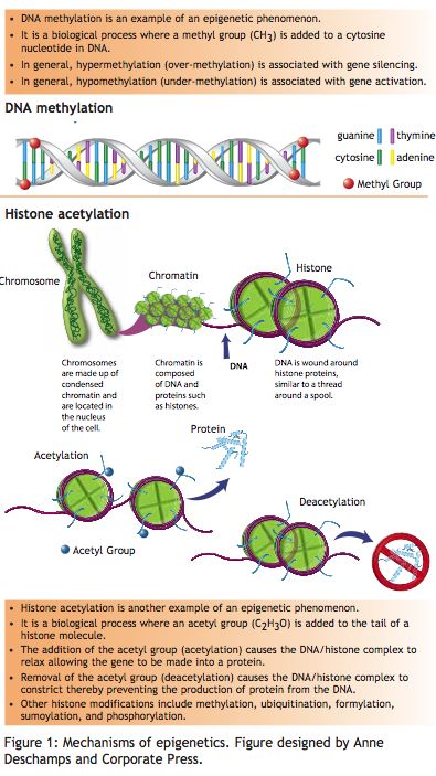 connecting DNA structure to epigenetics - nice diagram and words from FASEB Basic Biology, Biology Diagrams, Dna Structure, Dna Methylation, Cell Theory, Anatomy Physiology, Human Genome, Genetic Engineering, Gene Therapy