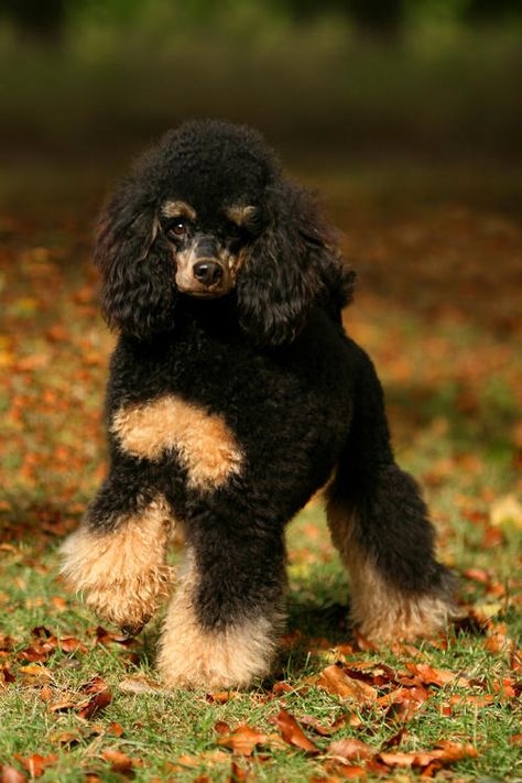 Phantom Poodle, Brown Poodle, Poodle Cuts, Poodle Grooming, Mini Poodles, Miniature Poodle, Poodle Mix, Poodle Puppy, Standard Poodle