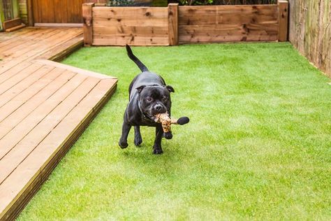 Fake Grass For Dogs, Artificial Grass Backyard, Artificial Grass For Dogs, Dog Friendly Garden, Indoor Dog Park, Turf Backyard, Best Artificial Grass, Pet Turf, Artificial Grass Installation