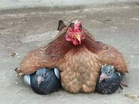 10+ Photos Proving That Hens Are The Best Moms In The Animal Kingdom | Bored Panda Baby Animals Funny, Silly Animals, Funny Mother, Animals Images, The Animals, Animal Photo, Cute Little Animals, 귀여운 동물, Cute Funny Animals