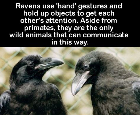 Biblical Times, Raven And Wolf, Black Crows, Hand Gestures, Black Birds, Jackdaw, Crows Ravens, French Fry, Animal Facts