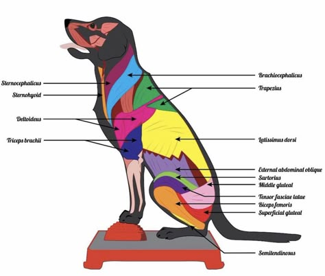 Animal Physiotherapy, Dog Infographic, Vet Tech School, Dog Conditioner, Dog Anatomy, Vet Student, Vet Medicine, Dog Yoga, Vet School