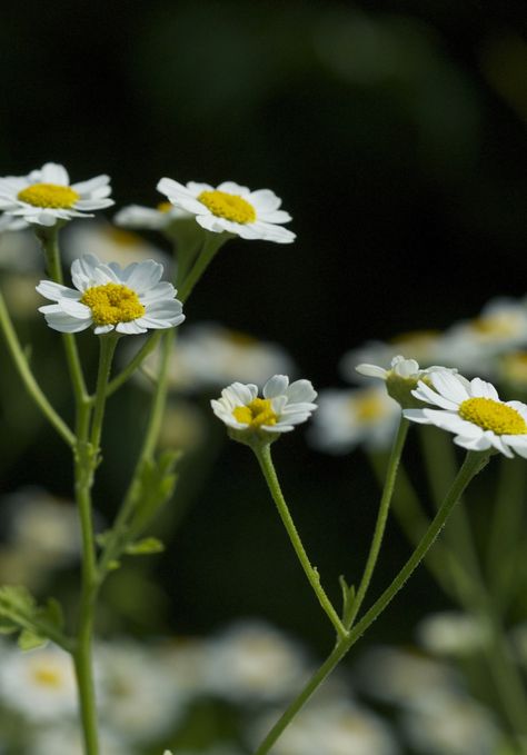 Fever Few daisies Fever Few, July Wedding, Plant Lady, Flower Art, Daisy, Plants, Flowers, Art