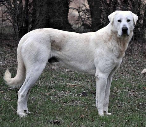 Akbash dog 1 Akbash Dog, Dog Oc, Massive Dogs, Maremma Sheepdog, Turkey Dogs, Livestock Guardian Dog, Every Dog Breed, Livestock Guardian, All Breeds Of Dogs