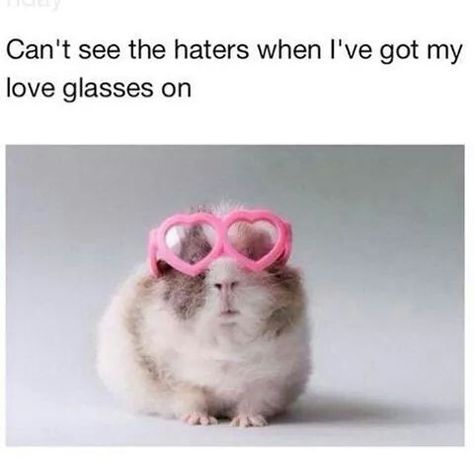 Can't see the haters when I've got my love glasses on! Haters Meme, Oui Oui, Hamsters, T Rex, Guinea Pigs, Namaste, My Love, Make Me Smile, Funny Animals