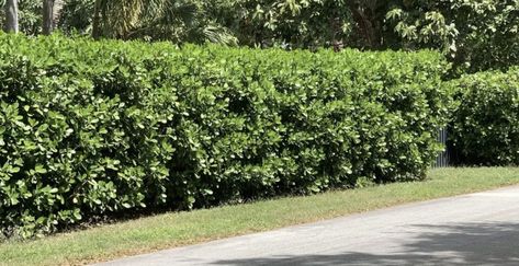 Clusia Fence - How To Plant Clusia Hedge? A Complete Guide - Savvy Housekeeping Clusia Plant, Clusia Hedge, Low Maintenance Shrubs, Evergreen Hedge, Leather Leaf, Fast Growing Trees, Hedge Trimmers, Propagating Plants, Foliage Plants