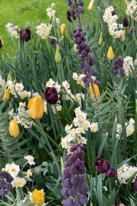 Planting Tulips And Daffodils Together, Tulip Combinations, Bulb Meadow, Tulip And Crocus Garden, Daffodils And Tulips Garden, Tulips And Daffodils, Hanging Installation, Daffodil Bulbs, Tulips Garden