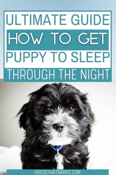 First Night With Puppy, Puppy Schedule, How To Sleep, Sleeping Puppies, Gsd Puppies, Really Cute Dogs, Cute Dog Pictures, Getting A Puppy, Sleeping Through The Night