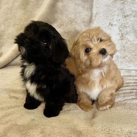 havanese puppies black and white blonde and white Havanese Black And White, Puppies Black And White, Cute Fluffy Puppies, Puppy Black, Puppies Black, Black Puppy, Havanese Puppies, Fluffy Puppies, White Blonde