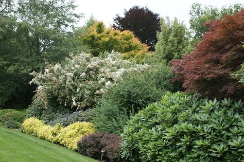 Shrub border layering with Acer, Berberis, Euonymus and Hebe | Flickr - Photo Sharing! Shrub Border Ideas, Garden Shrubs Evergreen, Small Garden Shrubs, Shrub Border, Shrubs For Borders, Landscape Borders, Border Ideas, Landscape Edging, Garden Shrubs