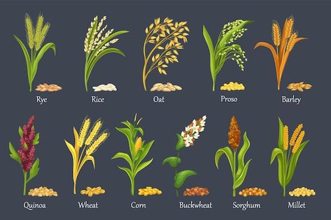 Cash Crops Images, Posters On Millets, International Year Of Millets Drawing, Millet Drawings, Millets Poster Making Ideas, Millet Illustration, Millets Drawing, Millets Poster, Growing Millet