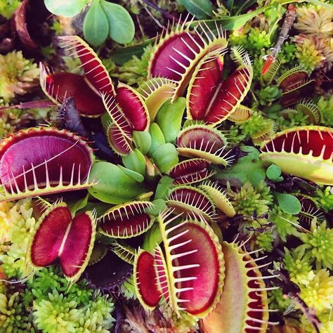 Insect Eating Plants, Plants With Names, Plants Names, Insectivorous Plant, Venus Flytrap, Names List, Garden Of Earthly Delights, Fly Trap, Venus Fly Trap