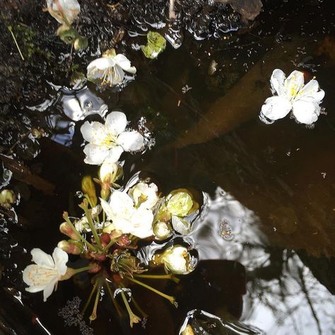 https://flic.kr/p/FLHWJB | #spring #springpool #springbuds ##blossoms #water Charles Macaulay, Poetry Music, Water Aesthetic, Theme Nature, Aesthetic Flower, Mood And Tone, Black Aesthetic, How Beautiful, Mood Boards