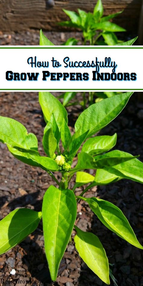 How to Successfully Grow Peppers Indoors - Reuse Grow Enjoy Indoors Garden, Grow Peppers, Starter Garden, Growing Bell Peppers, Growing Food Indoors, Growing Peppers, Plants Pots, Indoor Vegetable Gardening, Organic Vegetable Garden