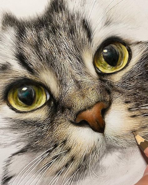 À l'aide de crayons de couleurs, il réalise des portraits de chats plus vrais que nature Hyperrealistic Drawings, Realistic Cat Drawing, Hyperrealistic Drawing, Cats Art Drawing, Drawing Cats, Artist Sketches, Drawing Faces, Cat Artwork, Cat Eyes