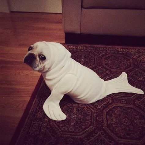 Dog Costumes Anjing Pug, Anjing Bulldog, Dogs Pics, Pretty Dog, Dog Video, Seal Pup, Dogs Small, Francia Bulldog, Baby Seal