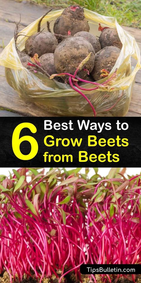 Grow Beets, Beet Plant, Growing Beets, Purple Vegetables, Terrace Garden Ideas, Growing Carrots, Fresh Beets, Beet Recipes, Garden Harvest