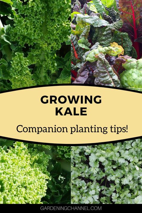 Learn how to layout your vegetable garden to grow kale. Use these companion plants for kale as a planting list. #gardenignchannel #gardening #vegetablegardening #growingkale Kale Companion Planting, Kale Companion Plants, Hanging Vegetable Garden, Kale Garden, Planting Raised Garden Beds, Homesteading Projects, Grow Kale, Garden 101, Family Gardening