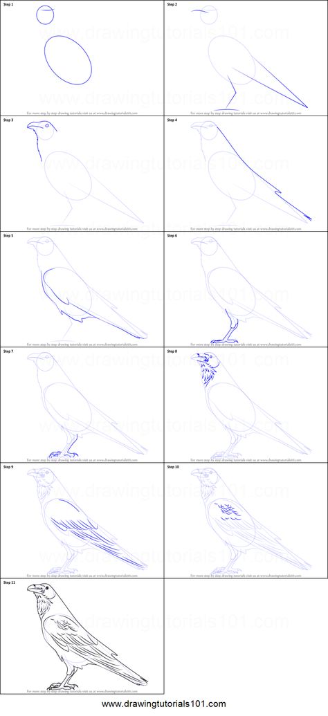 How To Draw Raven Birds, Draw A Raven Step By Step, How To Sketch A Bird Step By Step, Crow Drawing Tutorial, Raven Pictures Art, Drawing Ravens Sketch, Raven Drawing Tutorial, Drawing A Raven, Bird Tutorial Drawing