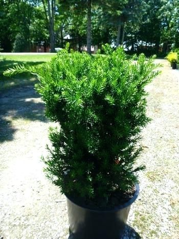 Hick’s Yew Facts, Growth Rate, Conditions, Problems, Pictures Japanese Yew Hedge, Hicks Yew, Japanese Yew, Minnesota Garden, English Yew, Kingdom Plantae, Shade Garden Plants, Sun And Water, Landscaping Plants